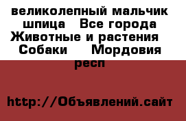 великолепный мальчик шпица - Все города Животные и растения » Собаки   . Мордовия респ.